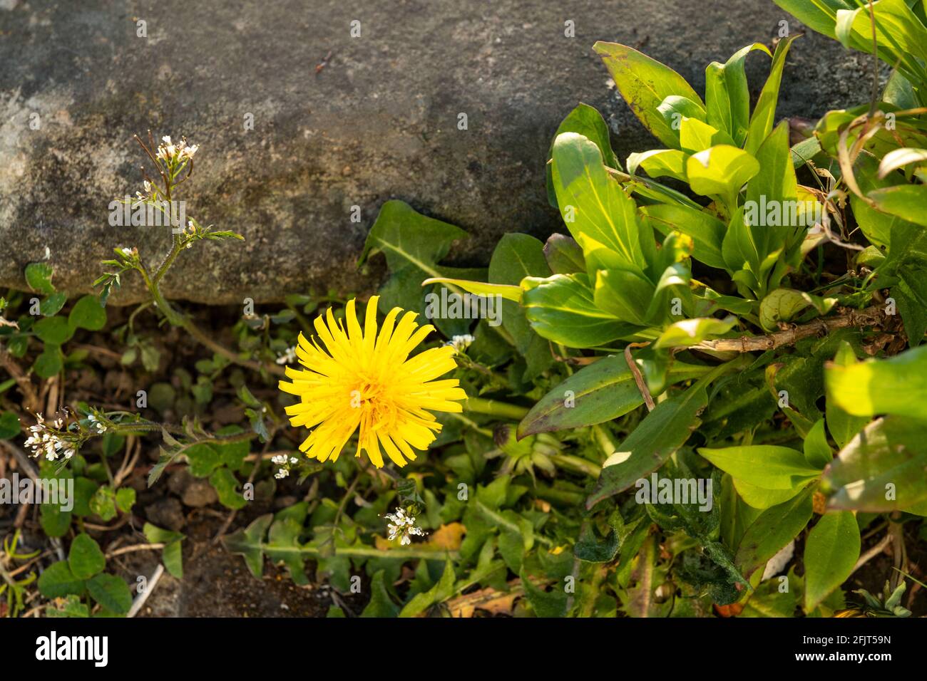 Dente di leone che fioritura da un gradino del giardino. Foto Stock