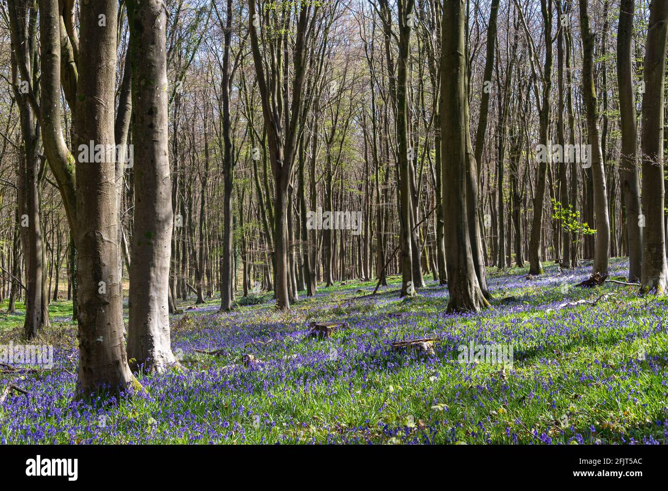 Bluebell wood in rurale Sussex, Regno Unito. Foto Stock