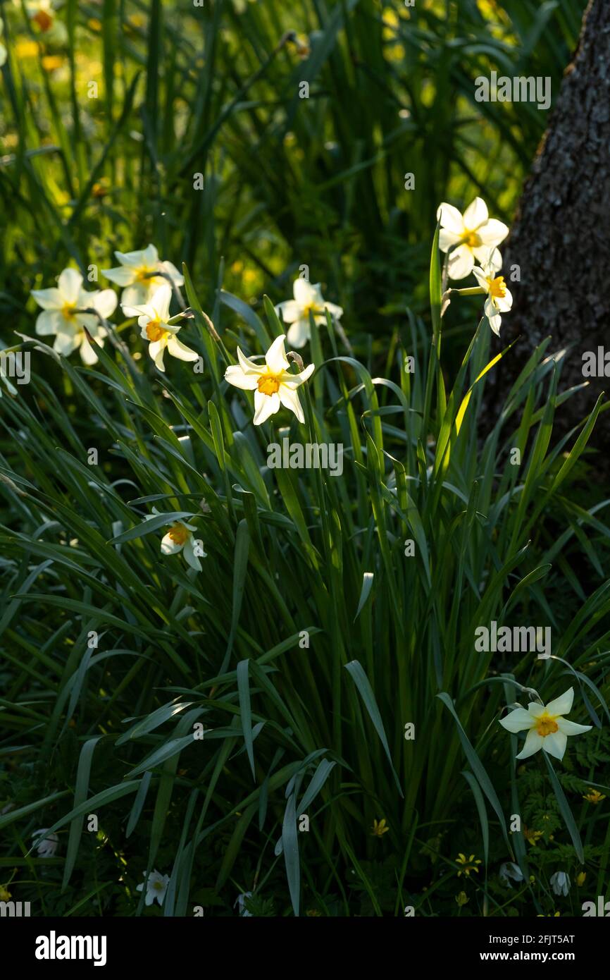 Giunchiglie in un giardino di primavera Foto Stock