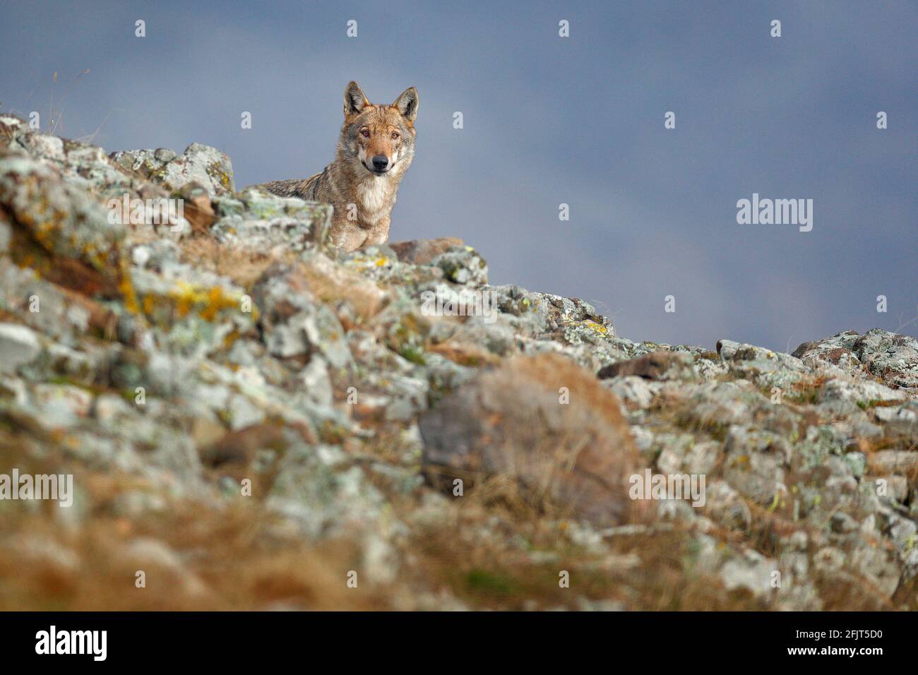 Lupo selvatico, lupo Canis, nell'habitat naturale. Bellissimo animale in collina di pietra, nascosto nella roccia, Rhodopes montagna Bulgaria. Scena faunistica da nat Foto Stock
