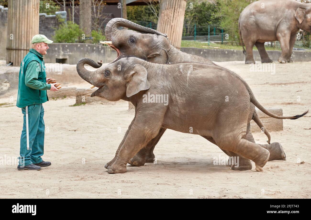 Amburgo, Germania. 26 Apr 2021. Frank Mangels, guardiano di elefanti, pratica trucchi nel recinto all'aperto presso lo zoo di Hagenbeck con i due giovani animali Raj (indietro, 3 anni) e Santosh (2 1/2 anni). I preparativi per la riapertura dello zoo, che è stato chiuso per più di 170 giorni, sono in pieno svolgimento. Credit: Georg Wendt/dpa/Alamy Live News Foto Stock