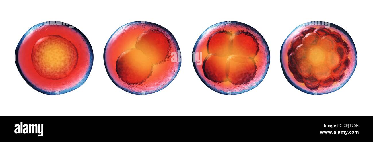 Fasi iniziali dello sviluppo embrionale (embriogenesi) isolate su bianco. Uovo fertilizzato, 2 cellule, 4 cellule e morula. Divisione cellulare (clivaggio) ed embrione Foto Stock