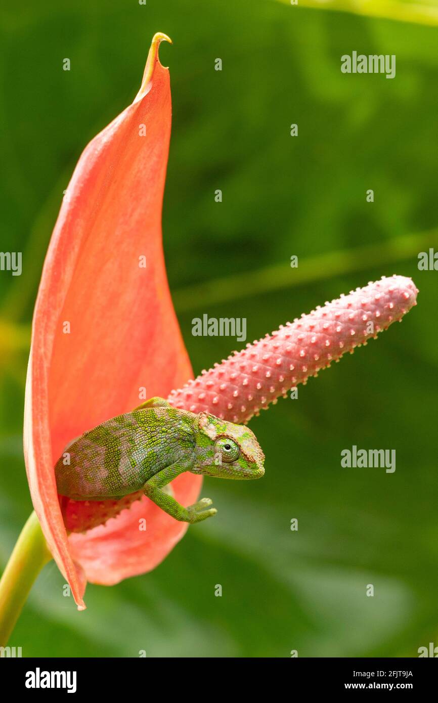 Kilimanjaro maschio a due corna Chameleon in un giardino ad Arusha, Tanzania Foto Stock