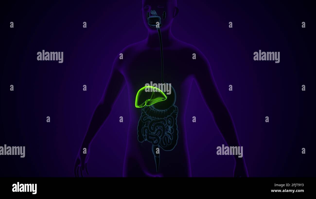 Illustrazione 3D del fegato Anatomia del sistema digestivo umano. Foto Stock