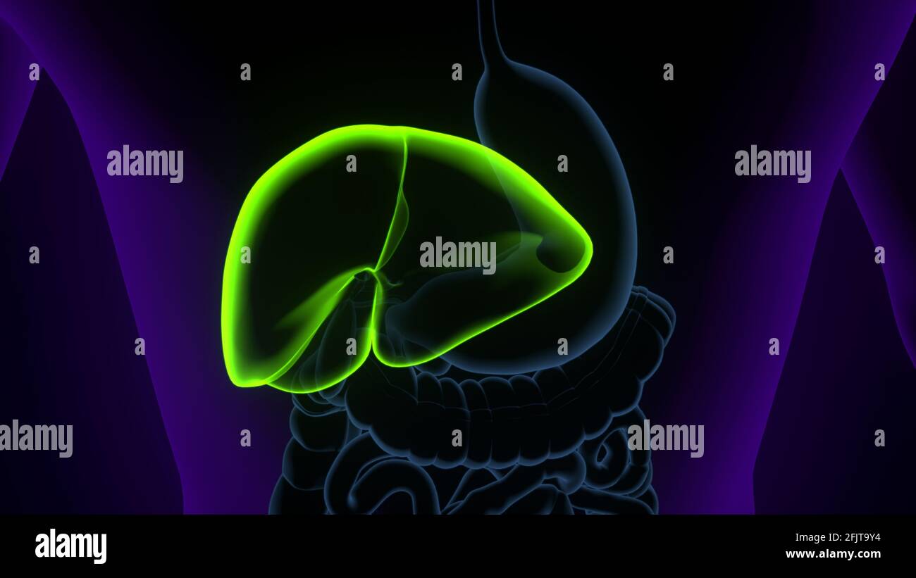 Illustrazione 3D del fegato Anatomia del sistema digestivo umano. Foto Stock