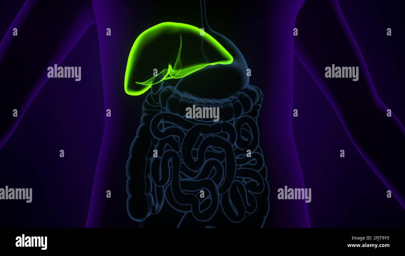 Illustrazione 3D del fegato Anatomia del sistema digestivo umano. Foto Stock