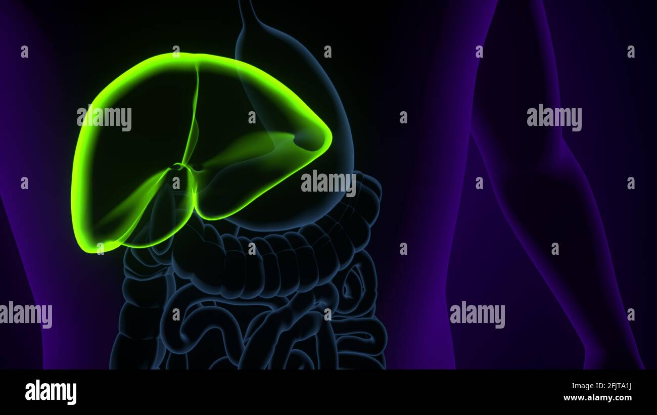 Illustrazione 3D del fegato Anatomia del sistema digestivo umano. Foto Stock