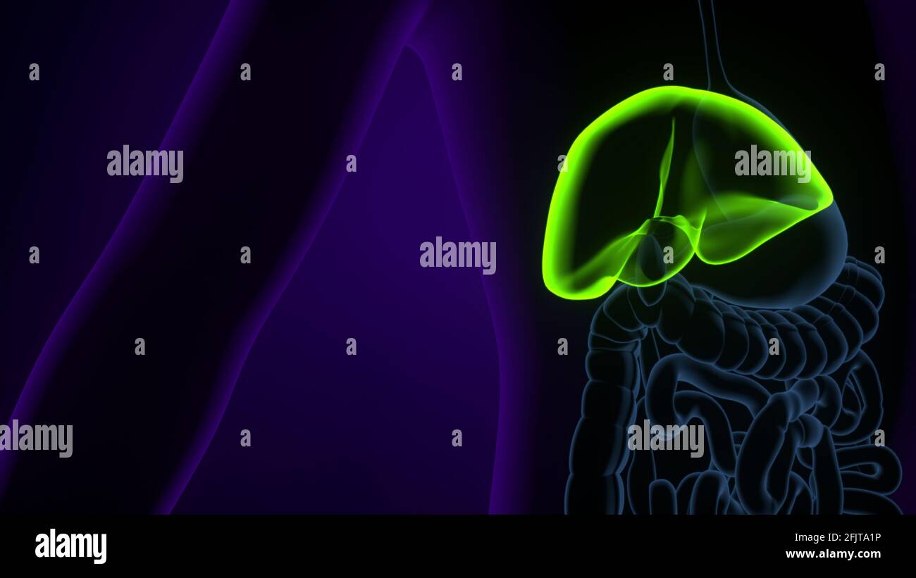 Illustrazione 3D del fegato Anatomia del sistema digestivo umano. Foto Stock