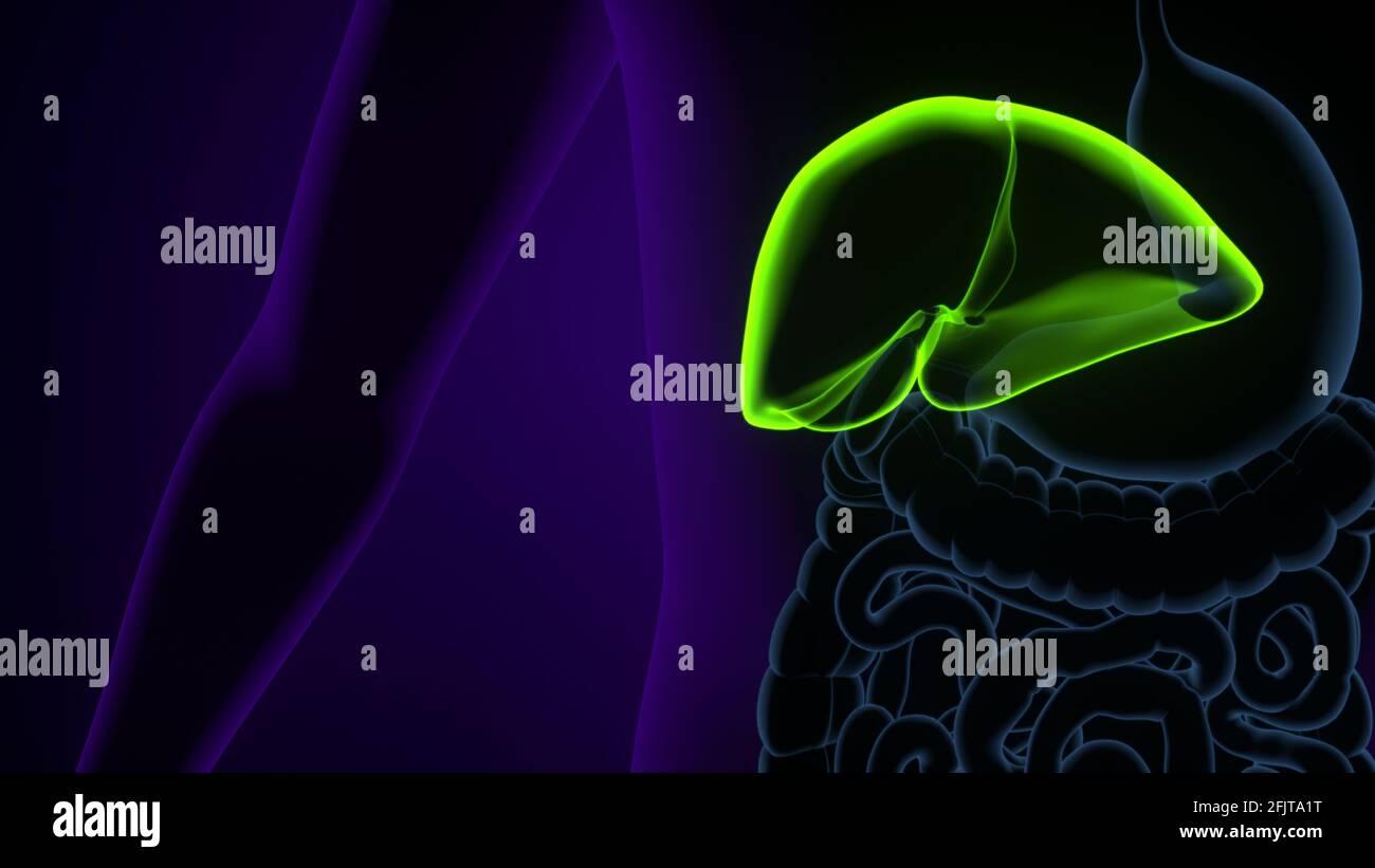 Illustrazione 3D del fegato Anatomia del sistema digestivo umano. Foto Stock