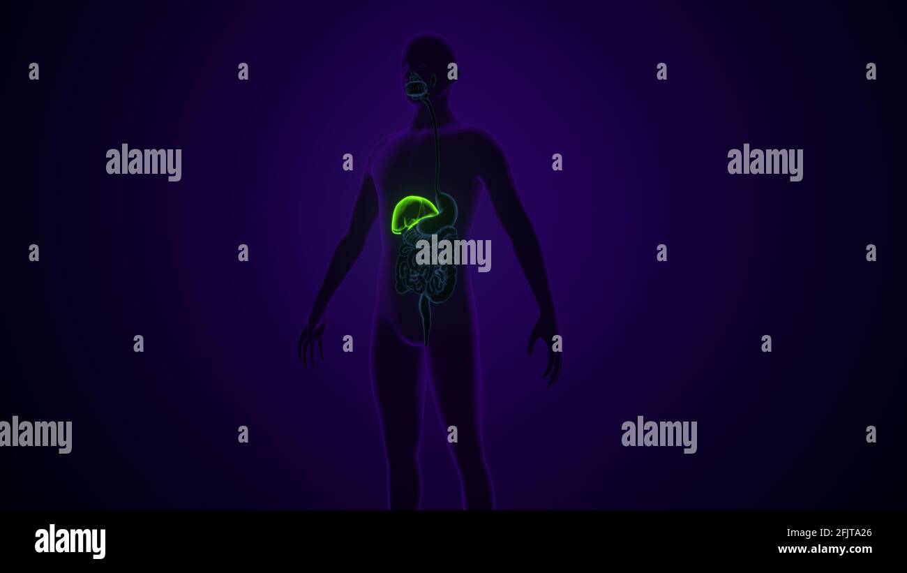Illustrazione 3D del fegato Anatomia del sistema digestivo umano. Foto Stock