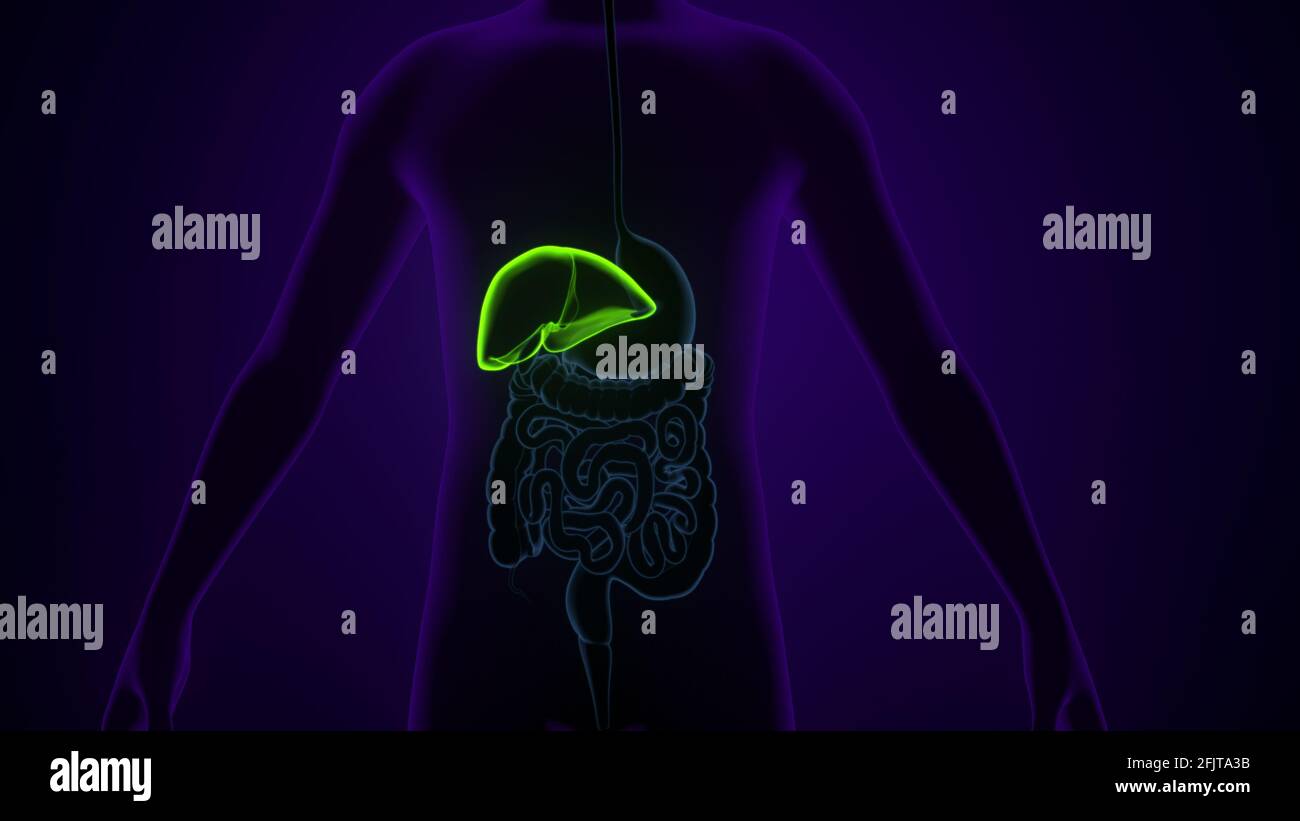 Illustrazione 3D del fegato Anatomia del sistema digestivo umano. Foto Stock