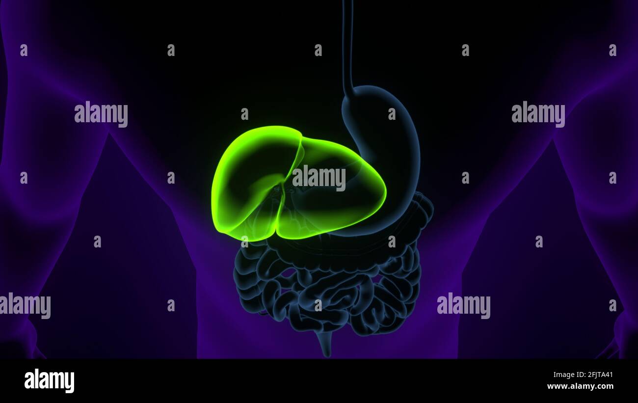 Illustrazione 3D del fegato Anatomia del sistema digestivo umano. Foto Stock
