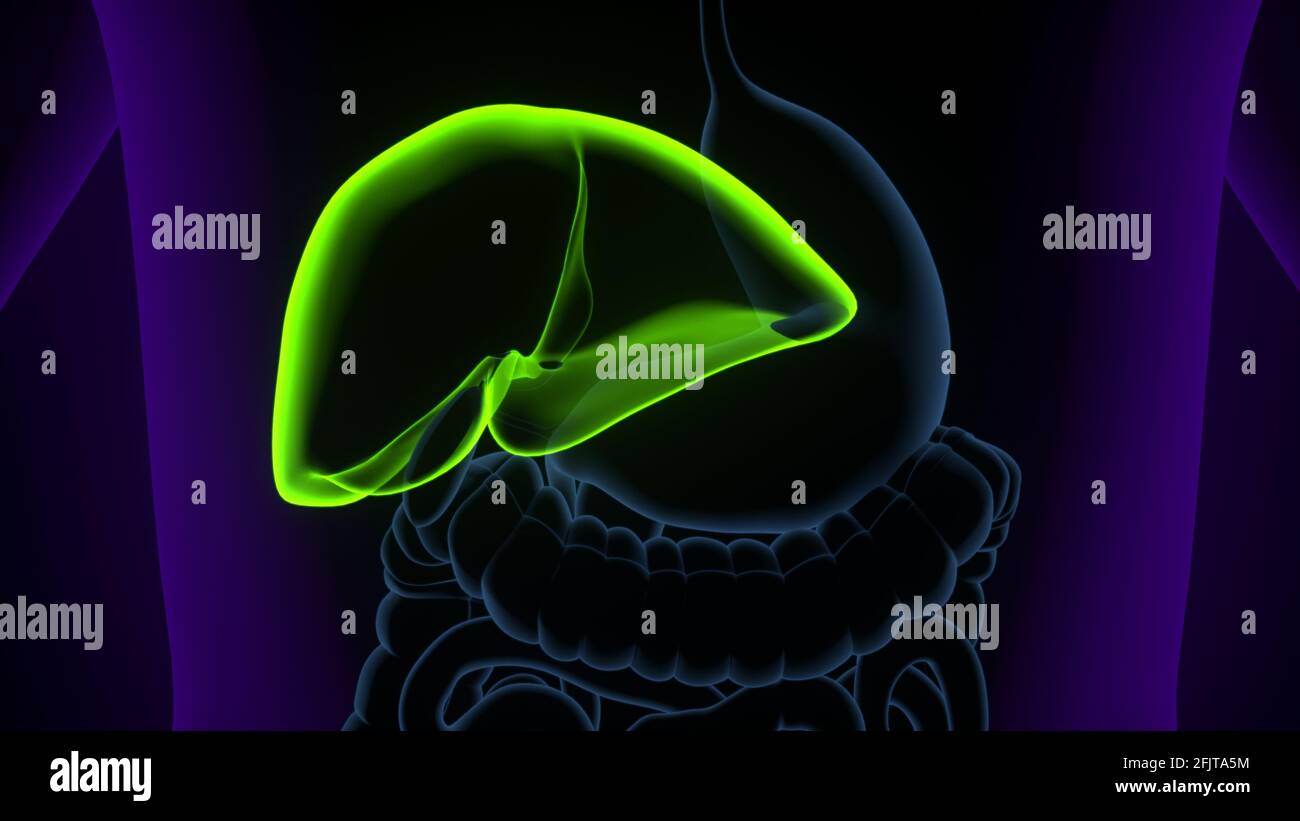 Illustrazione 3D del fegato Anatomia del sistema digestivo umano. Foto Stock