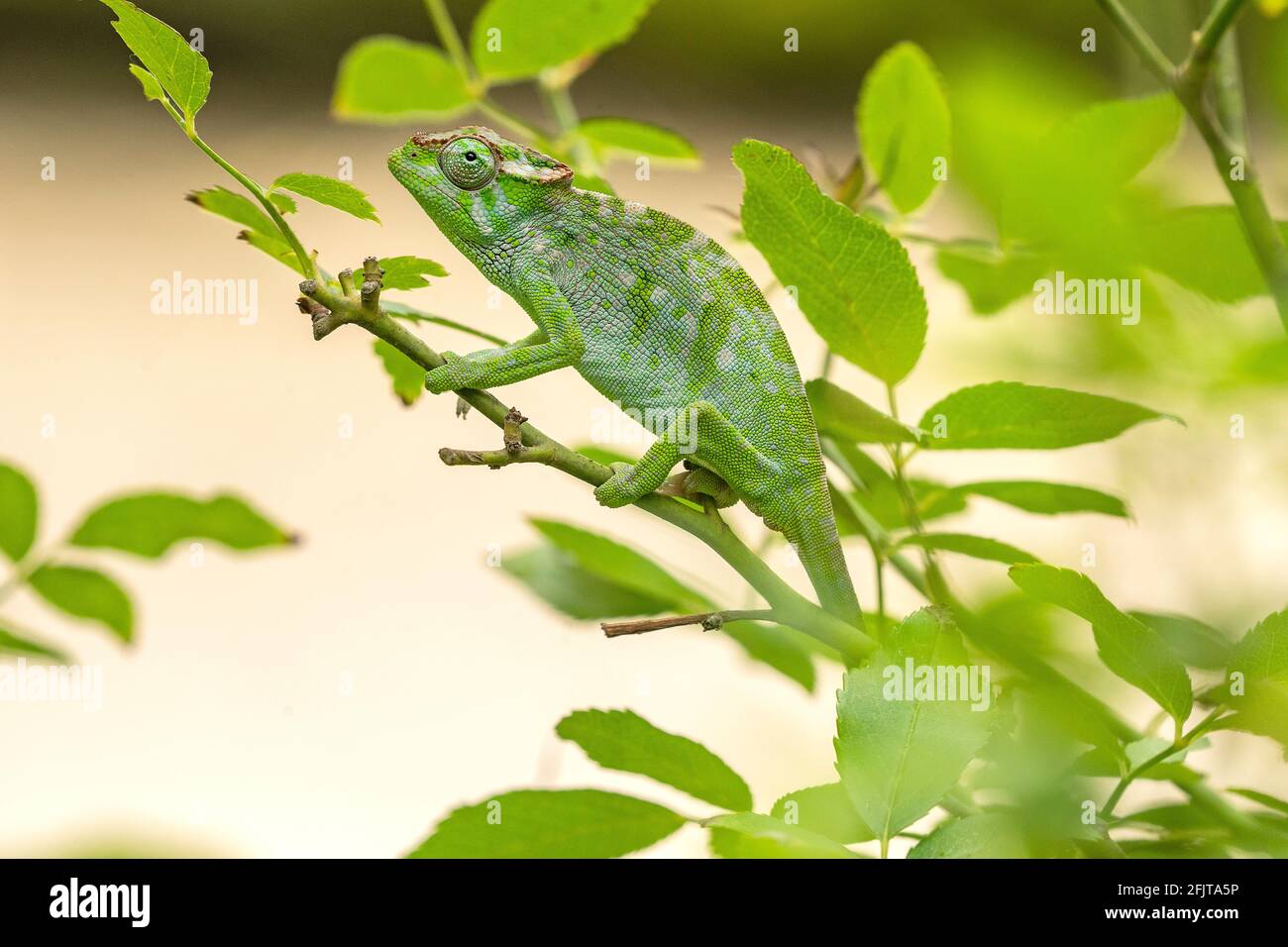 Kilimanjaro maschio a due corna Chameleon in un giardino ad Arusha, Tanzania Foto Stock