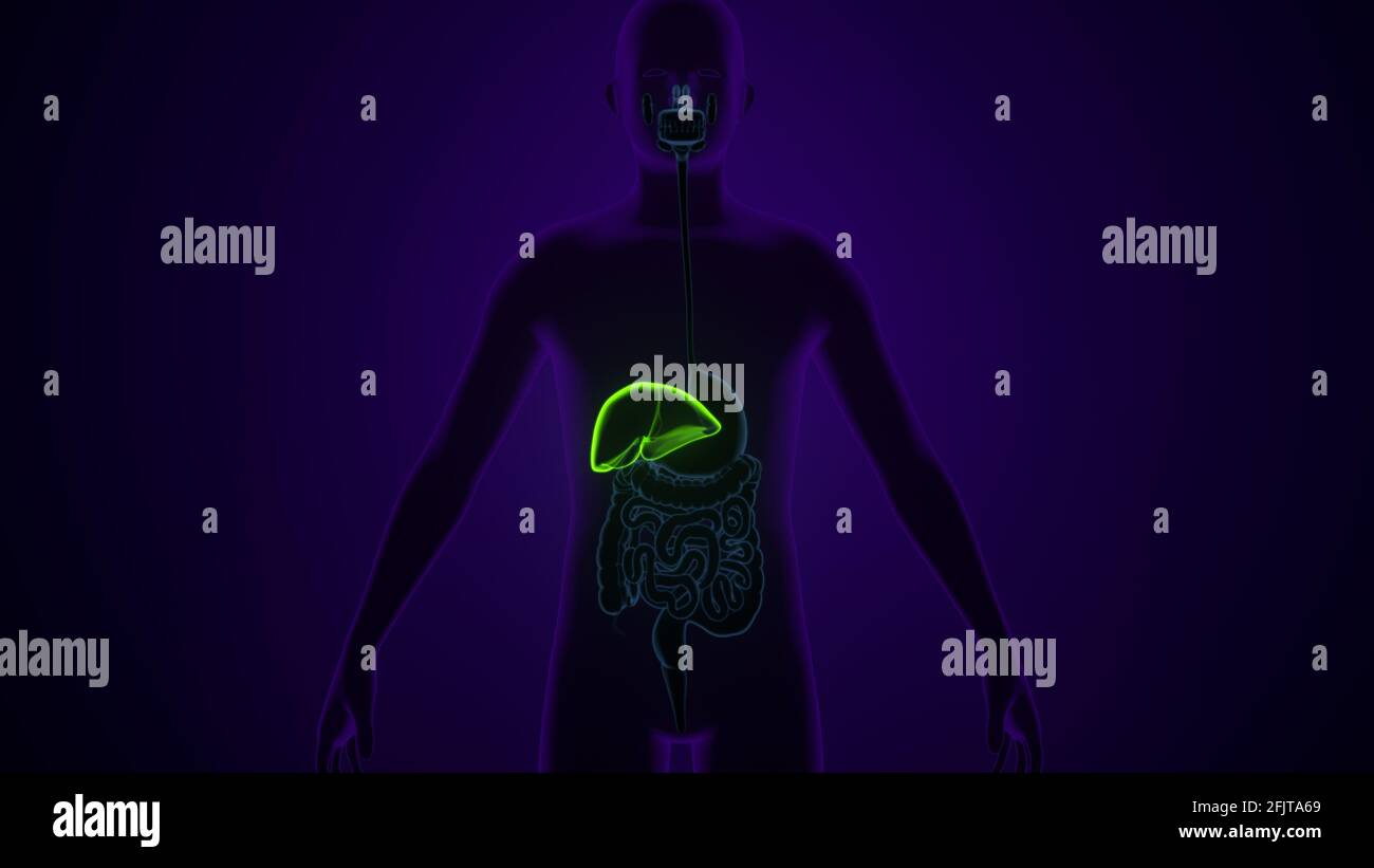 Illustrazione 3D del fegato Anatomia del sistema digestivo umano. Foto Stock