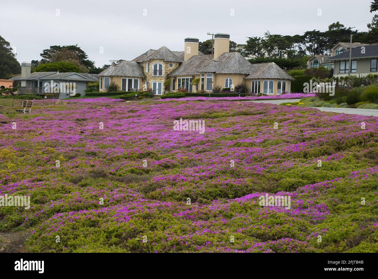 PACIFIC GROVE, STATI UNITI - 11 maggio 2016: Tipiche case californiane in larghezza di terra viola che copre i fiori a Pacific Grove, Monterey - USA Foto Stock