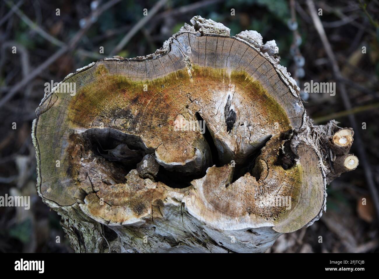 il ceppo di albero di roting con un foro che mostra grano di legno e. anelli di invecchiamento Foto Stock