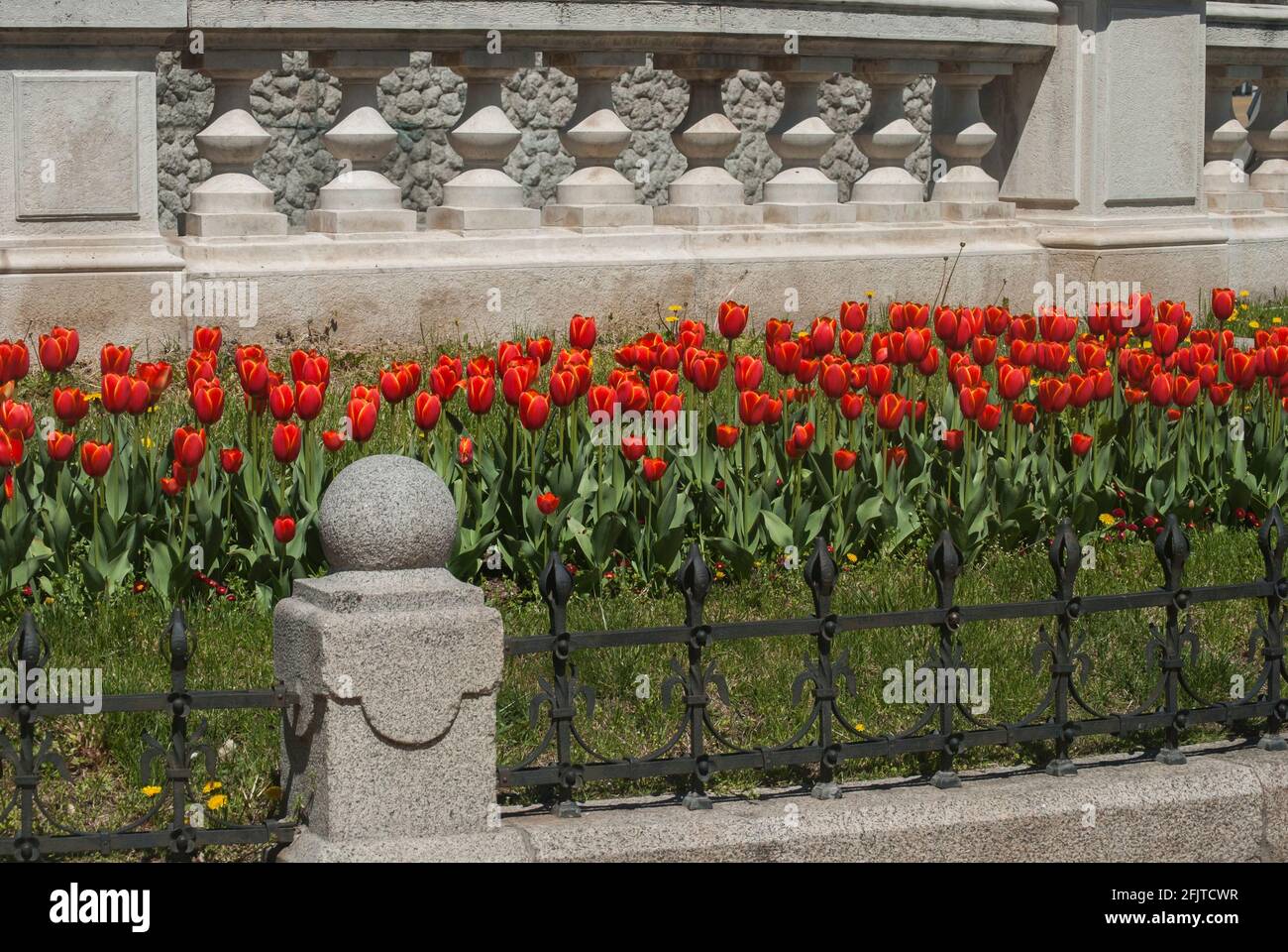 Tulipani fiore letto in città giardino closeup in giornata di sole Foto Stock