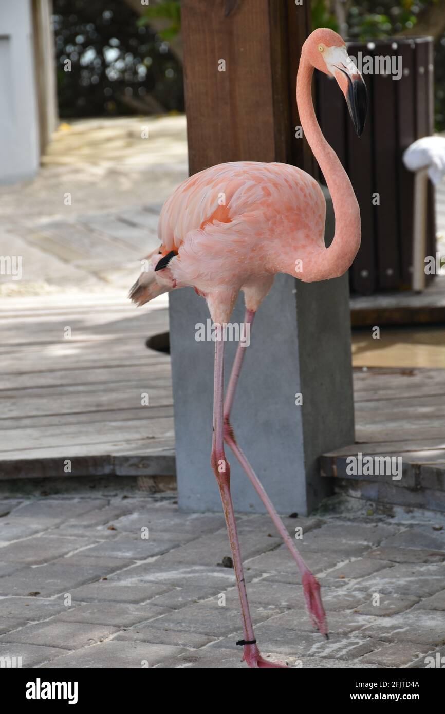 flamingo con legno sullo sfondo Foto Stock