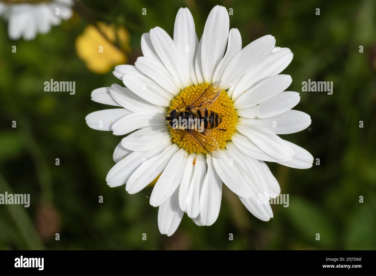 Hoverfly (Myathropa florea) che alimenta il bue-eye daisy (Leucanthemum vulgare), Northumberland National Park, Regno Unito, Foto Stock