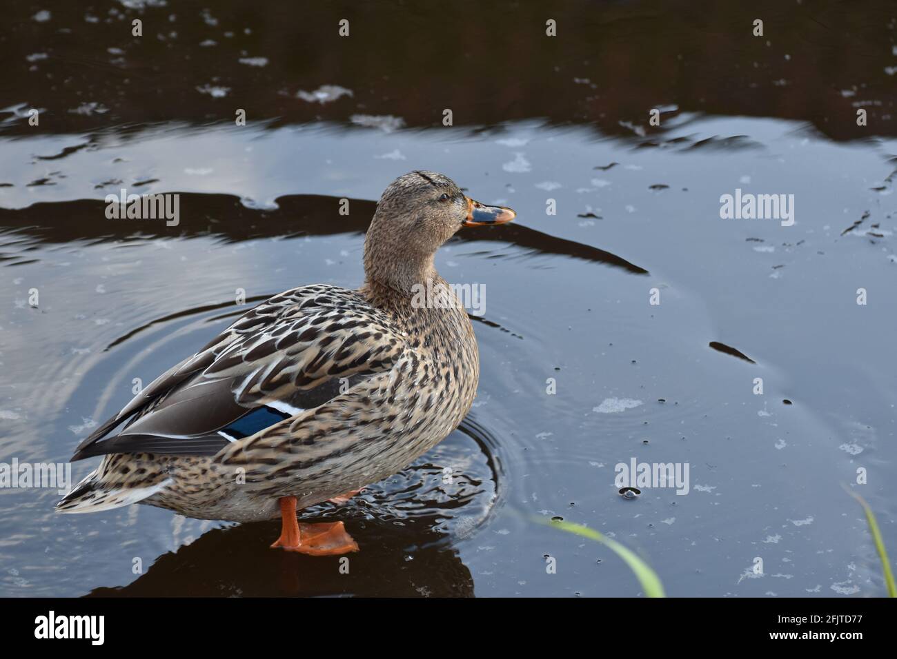 ANAS platyrhynchos (Mallard) femmina che cammina su ghiaccio su un congelato fiume Foto Stock