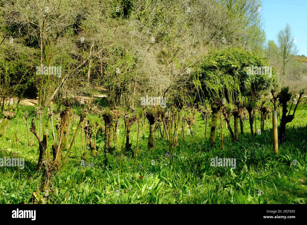 Una concia lungo il torrente fuori l'estuario di Avon, Aveton Gifford, South Hams, Devon, Regno Unito Foto Stock