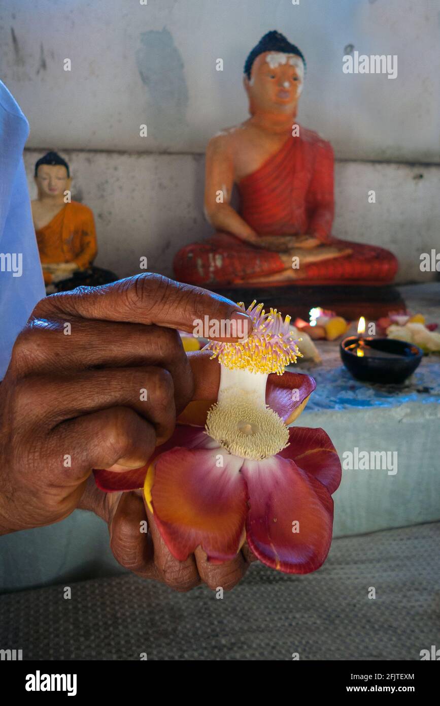 Mulkirigala, Sri Lanka, Asia: orchidea con pistil interno a forma di uno stupa buddista Foto Stock