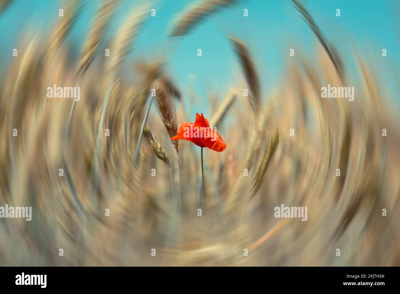 Fiore rosso papavero in un campo in primavera con radiale sfocatura dello sfondo Foto Stock