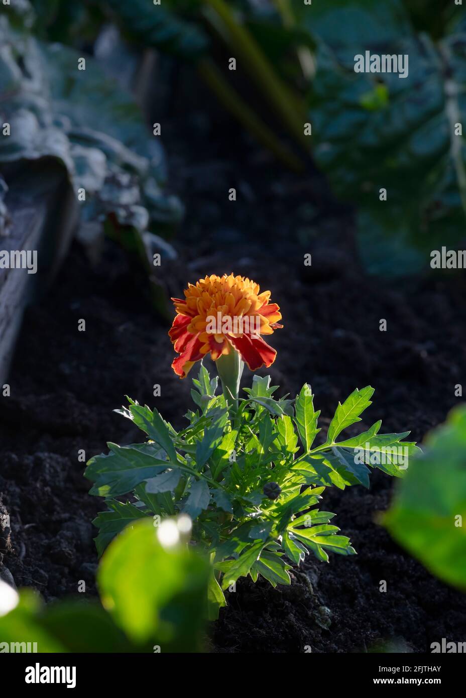 Concetto di impianto compagno in giardinaggio, mostrando un Marygold in un letto rialzato per attrarre api e insetti, fuoco selettivo sfondo scuro per copia s. Foto Stock