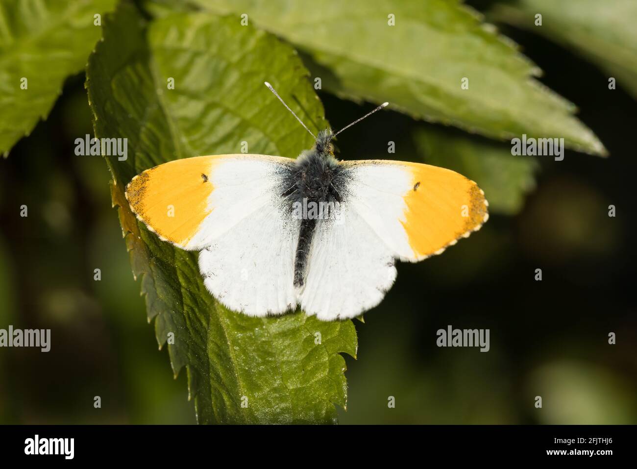 Farfalla arancione-punta maschio Foto Stock