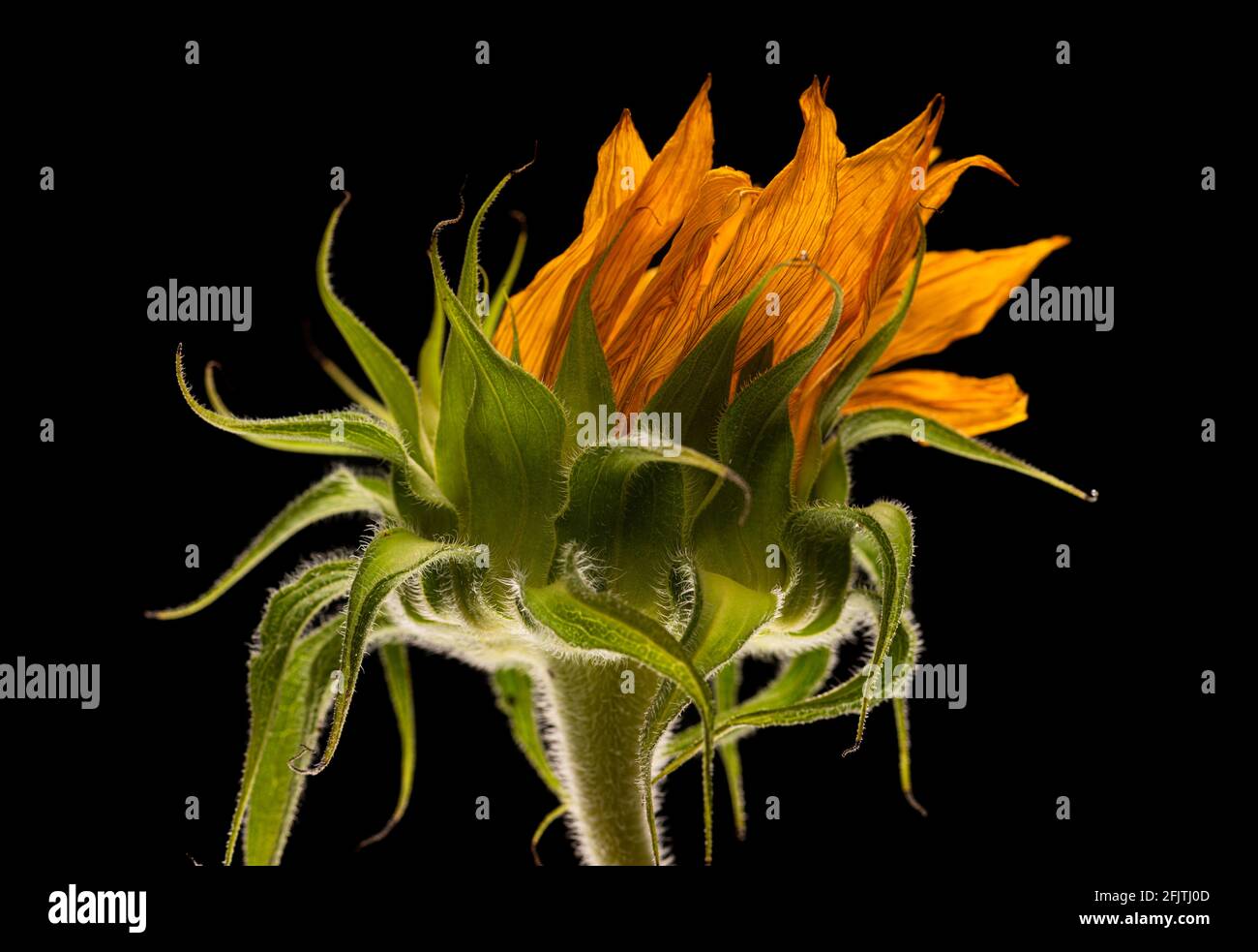 Fiore di girasole con petali che si adornano e formano torcia fuoco fiamma forma, isolato su sfondo nero. Foto Stock