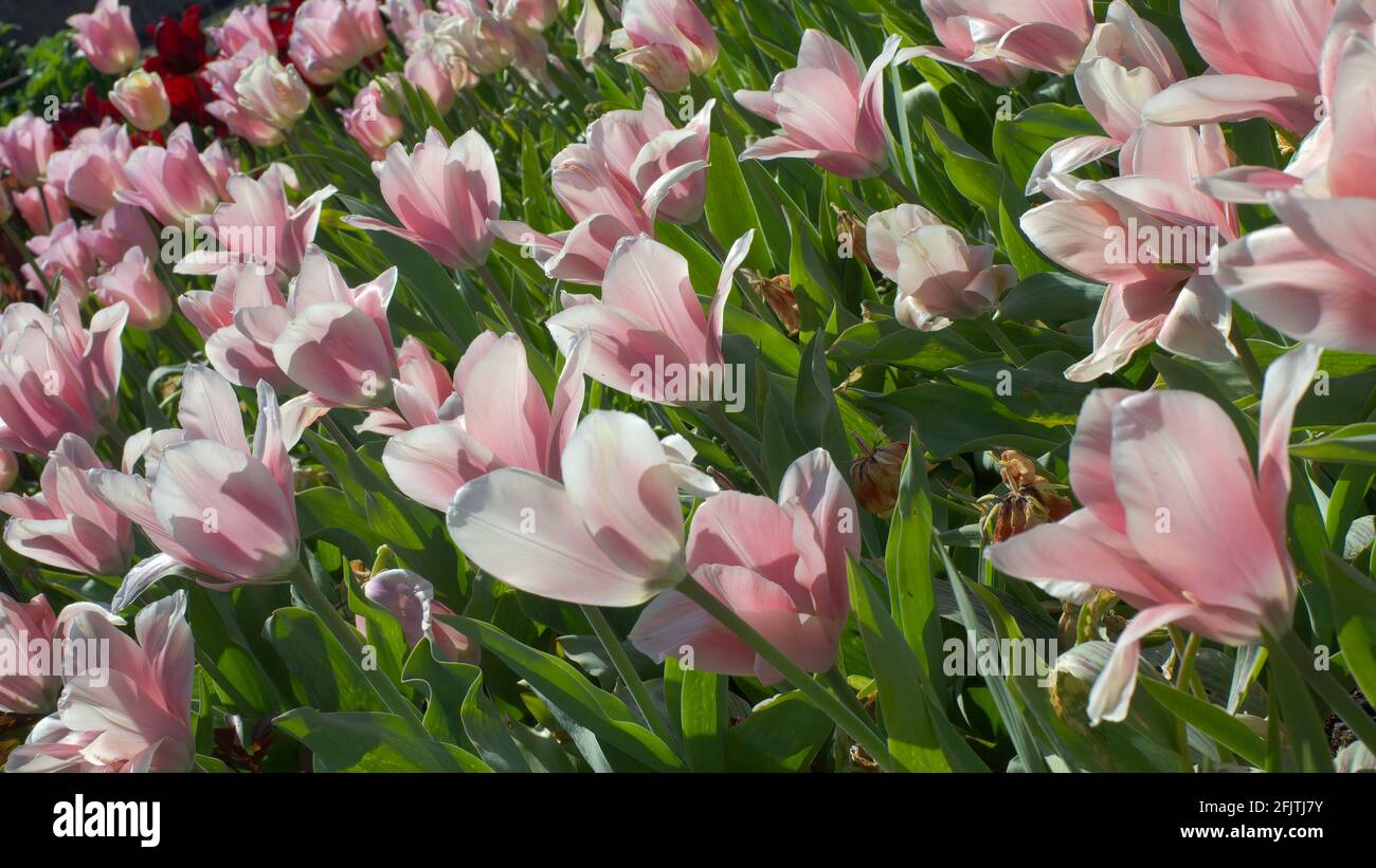 Tulipani rosa in un giardino inglese in una giornata di sole. Foto Stock