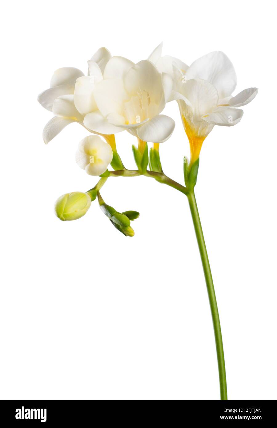 Il tronco della freesia con fiori bianchi e gemme isolate su sfondo bianco. Foto Stock