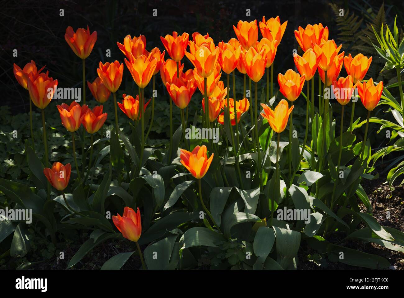 Giardino primaverile - tulipa ballerina, tulipani retroilluminati di colore arancione, giallo e rosso a letto di fiori Foto Stock