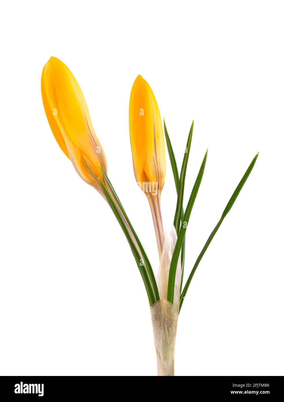 Fiore di crocus giallo isolato su sfondo bianco. Bellissimi fiori primaverili. Foto Stock