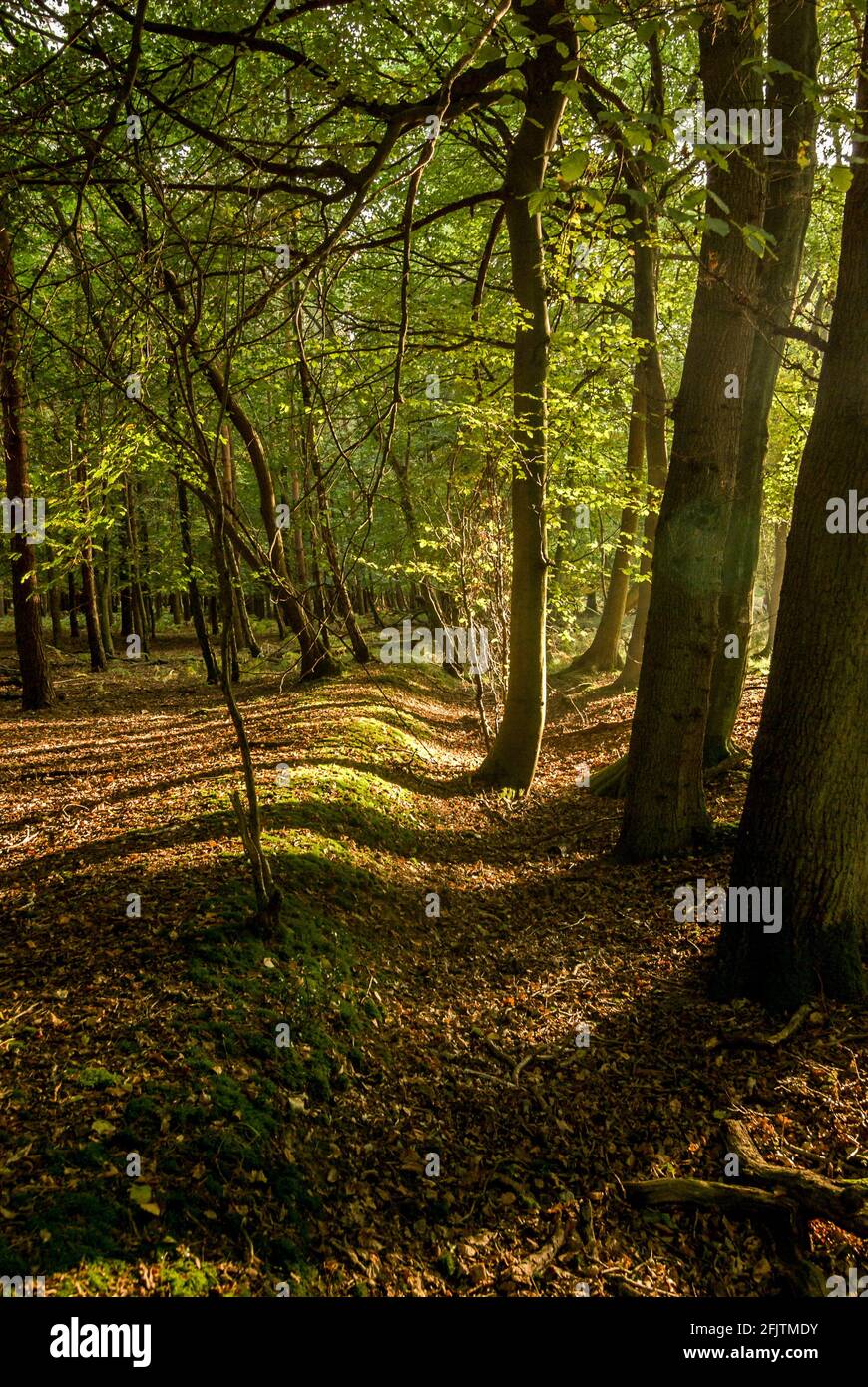 Pomeriggio luce del sole che filtra attraverso gli alberi a foglia larga maturi di Ashridge Forest, Hertfordshire, Regno Unito in autunno. Foto Stock
