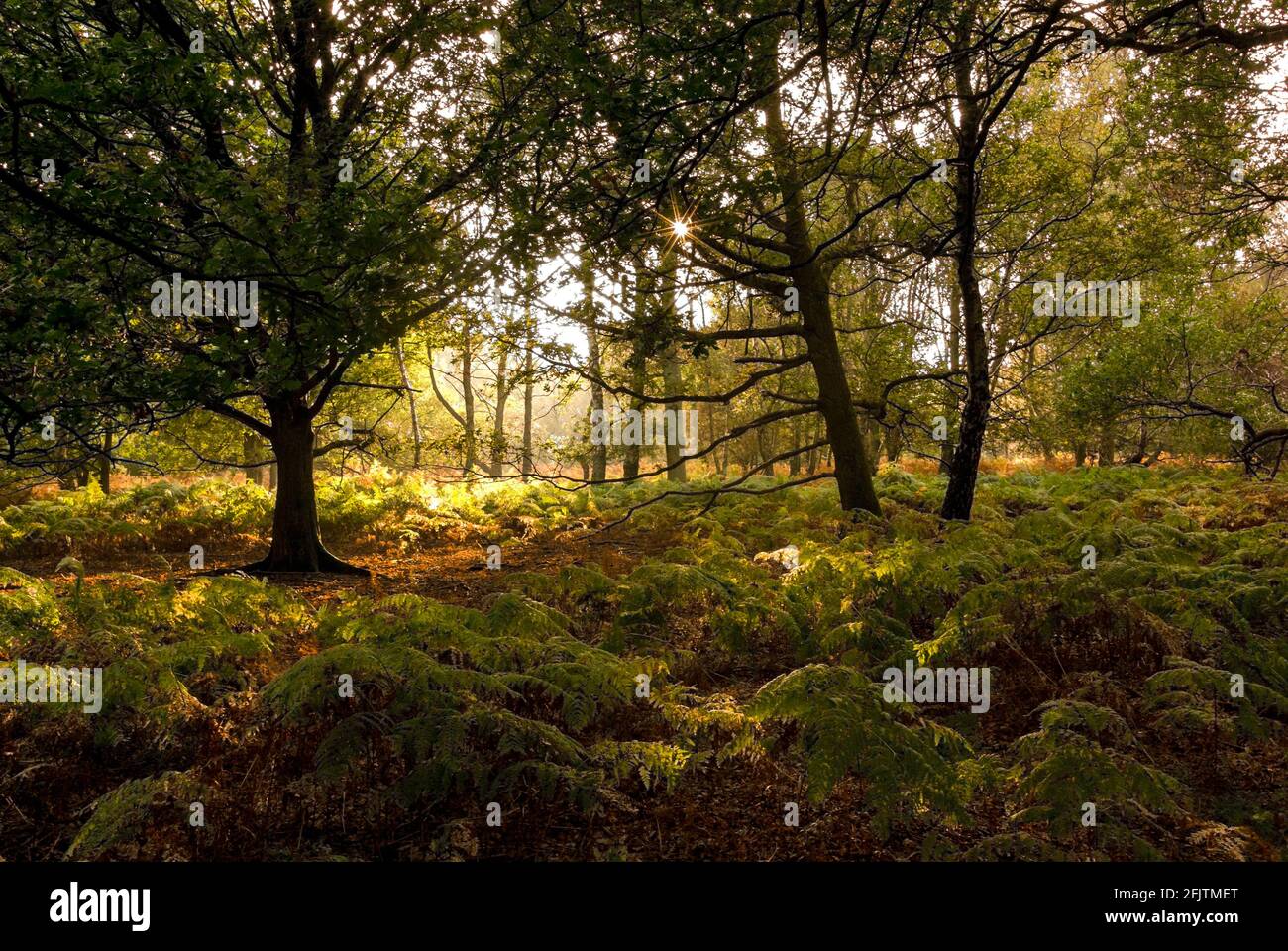 Pomeriggio luce del sole che filtra attraverso gli alberi a foglia larga maturi di Ashridge Forest, Hertfordshire, Regno Unito in autunno. Foto Stock