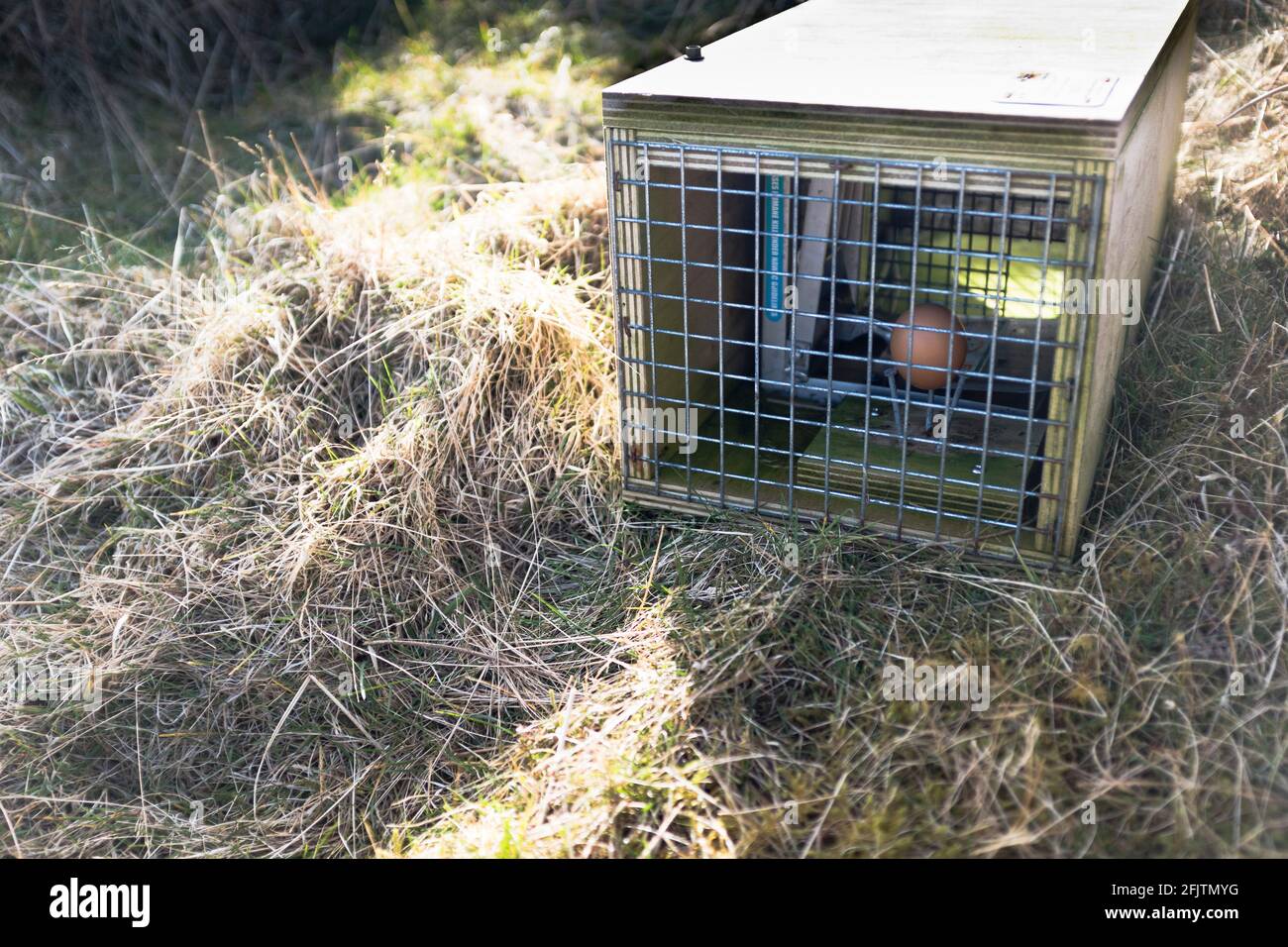 dh Trap STOATS UK protezione Stoat snare Orkney Native Wildlife Project RSPB Scozia intrappolare uova di vermin in trappole protezione nido di uccelli uova esca Foto Stock