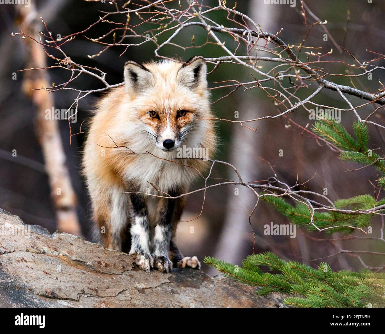 Vista frontale del profilo di Red Fox guardando la fotocamera in primavera con sfondo sfocato nel suo ambiente e habitat.immagine. Verticale. Foto. Foto Stock