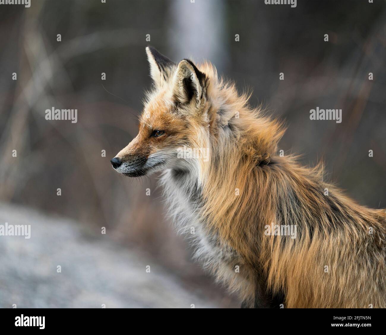 Vista laterale del profilo in primo piano della testa della volpe rossa con sfondo sfocato nel suo ambiente e habitat. Immagine. Verticale. Foto. Colpo di testa. Immagine FOX. Foto Stock