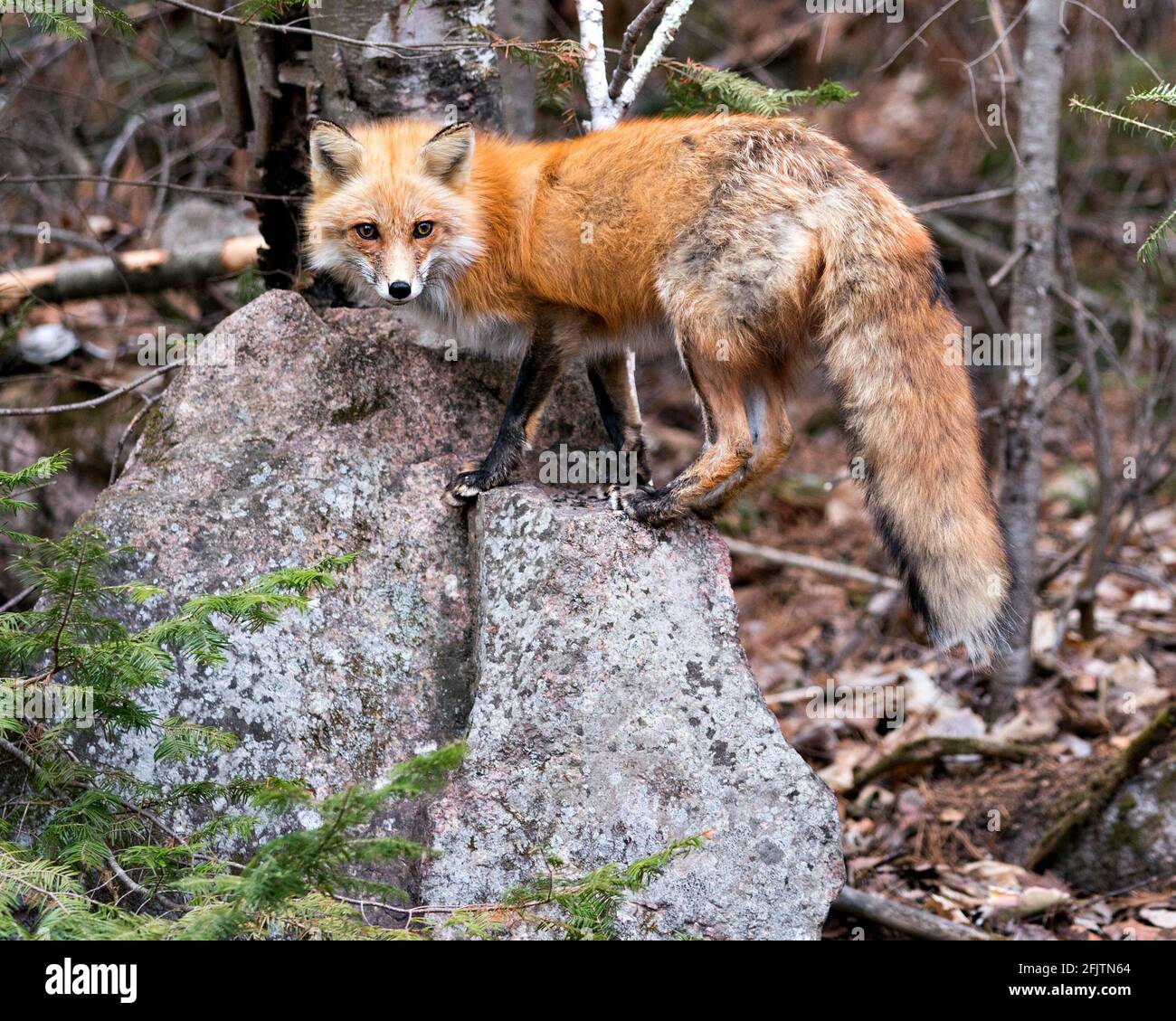 Vista ravvicinata del profilo di Red Fox in piedi su una roccia e guardando la fotocamera in primavera con lo sfondo della foresta nel suo ambiente e habitat. FOX. Foto Stock