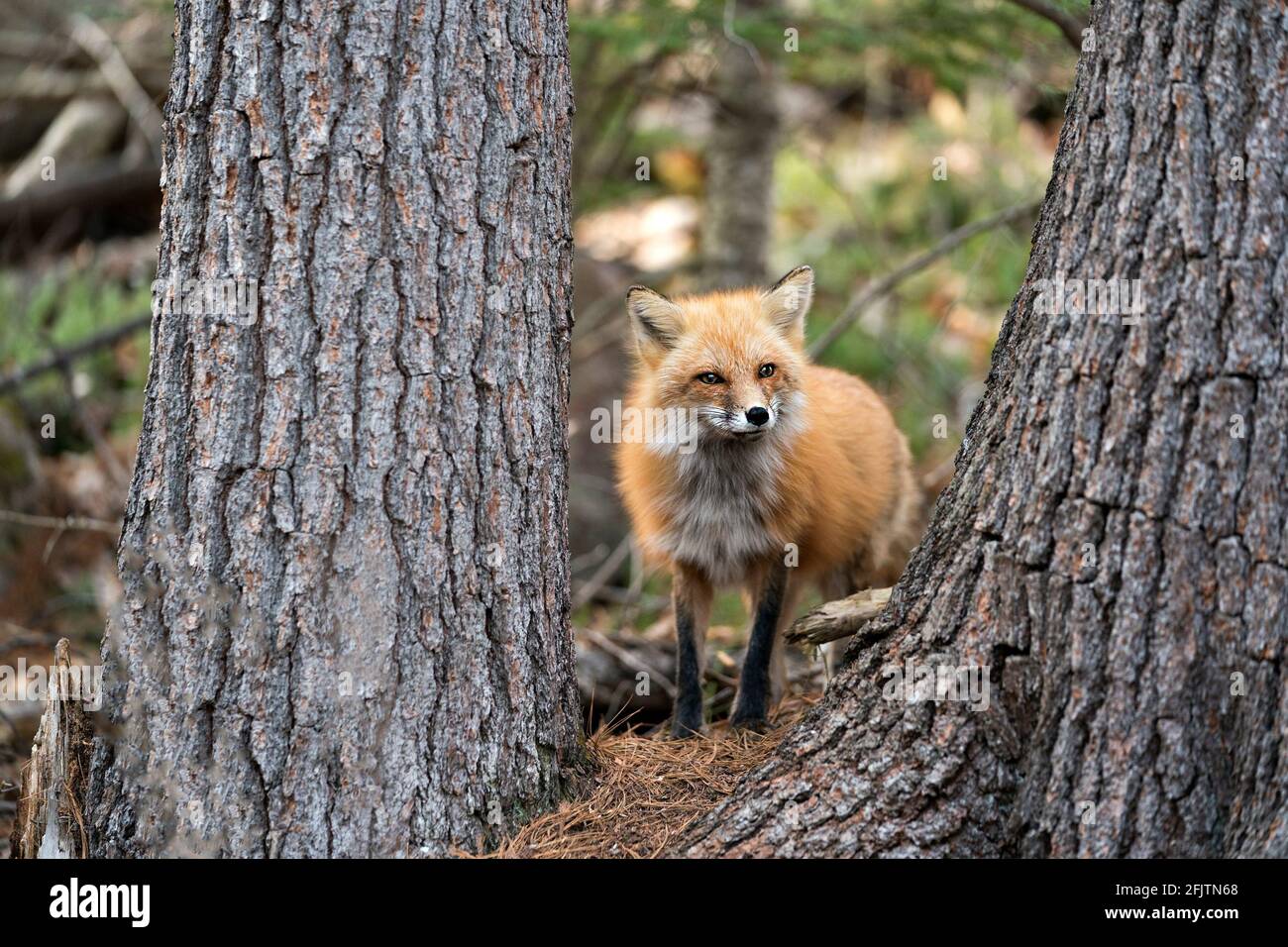 Vista ravvicinata del profilo della testa Red Fox tra gli alberi e guardando la fotocamera con uno sfondo sfocato. Immagine. Verticale. Foto. Immagine FOX. Colpo di testa. Foto Stock