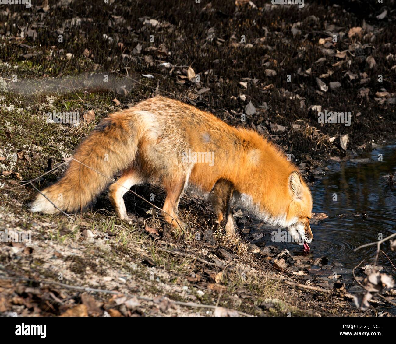 Acqua potabile rossa volpe nella stagione primaverile con coda di volpe, lingua nel suo ambiente e habitat con muschio sul terreno. Immagine FOX. Immagine. Foto Stock