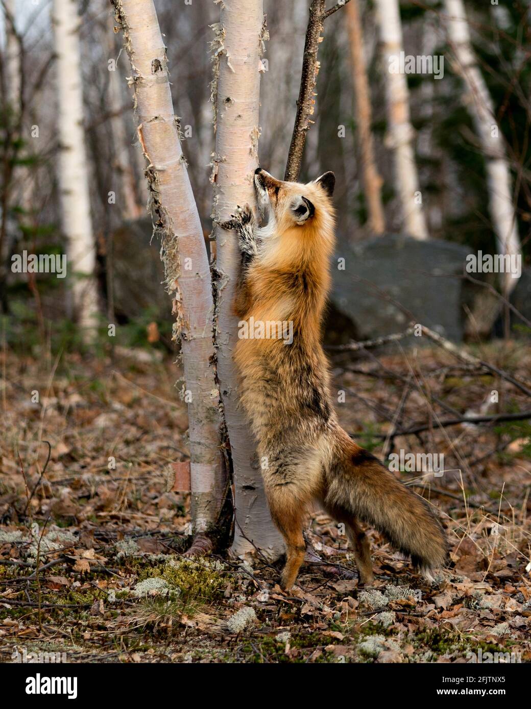 Volpe rossa unica in piedi sulle gambe di hind da una betulla albero alla ricerca della sua preda con uno sfondo di foresta sfocata nella stagione primaverile nel suo ambiente e ha Foto Stock