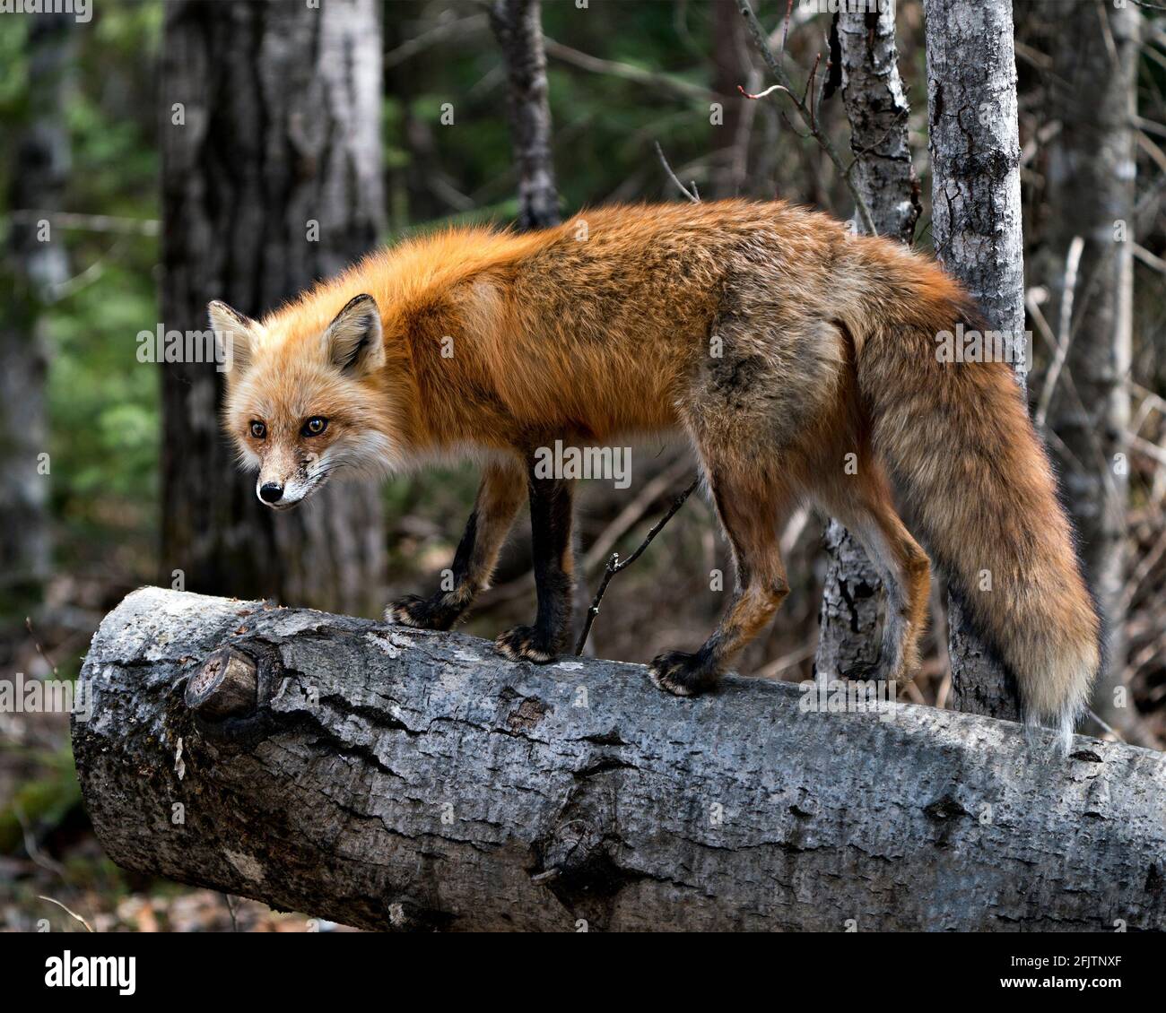 Vista del profilo di Red Fox in primo piano in piedi su un ceppo nella stagione primaverile con sfondo di foresta sfocata nel suo ambiente e habitat. Immagine. Verticale. P. Foto Stock
