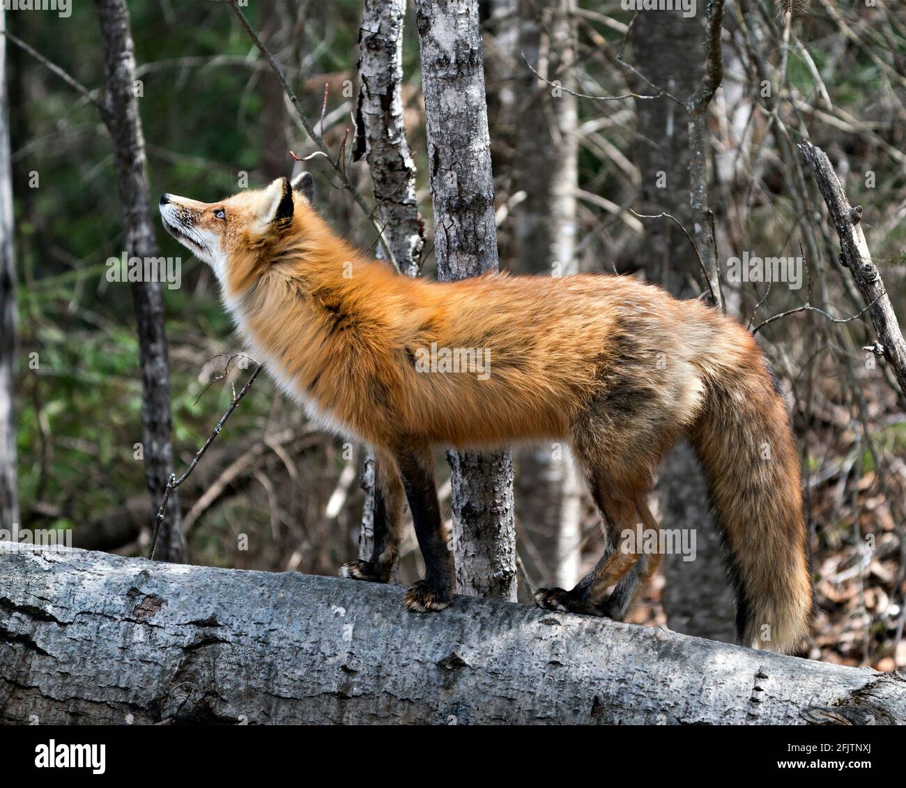 Red Fox primo piano profilo vista in piedi su un log e guardando verso il cielo con sfondo di foresta sfocata nel suo ambiente e habitat. Foto Fox. Foto Stock