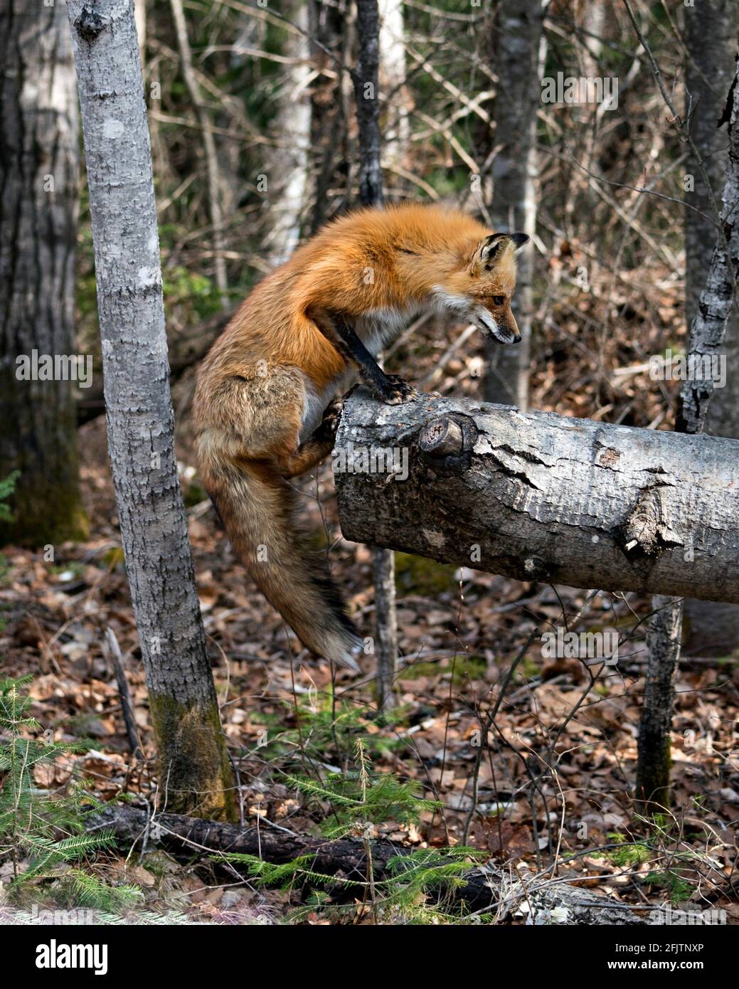 Red Fox primo piano profilo vista saltando su un log nella foresta con sfondo sfocato nel suo ambiente e habitat. Immagine. Verticale. Foto. Immagine FOX. Foto Stock