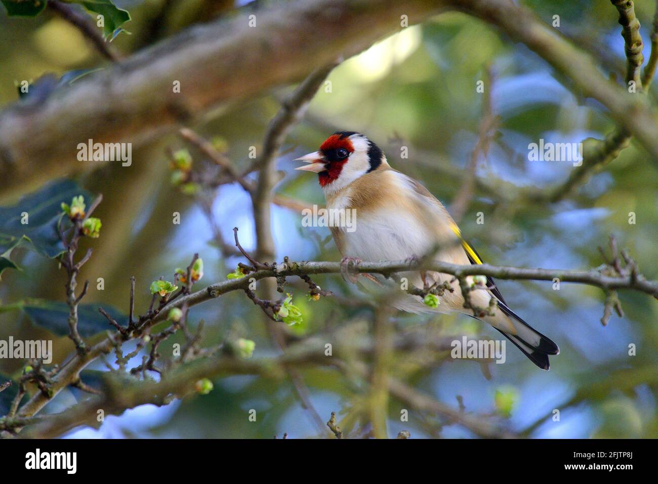 European Goldfinch (Carduelis carduelis) Kent, UK Foto Stock