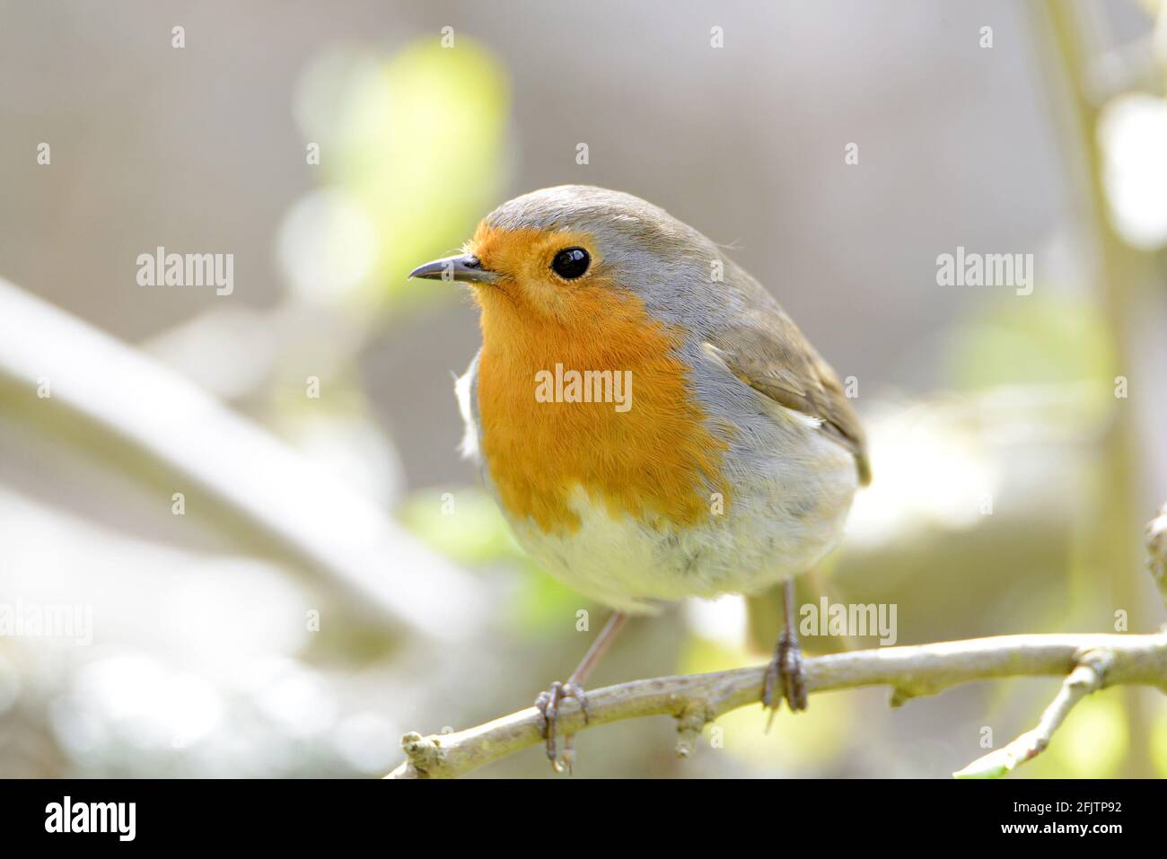 Unione Robin (Erithacus rubecula) Foto Stock