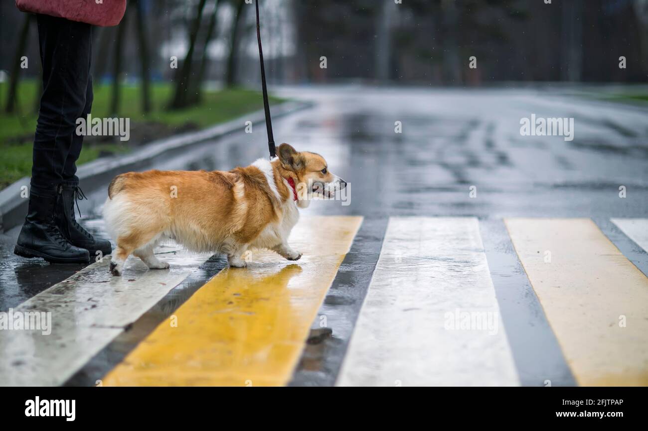 divertenti cani di funghi cuccioli con una ragazza al guinzaglio attraversare la strada su un passaggio pedonale su una piovosa giorno Foto Stock